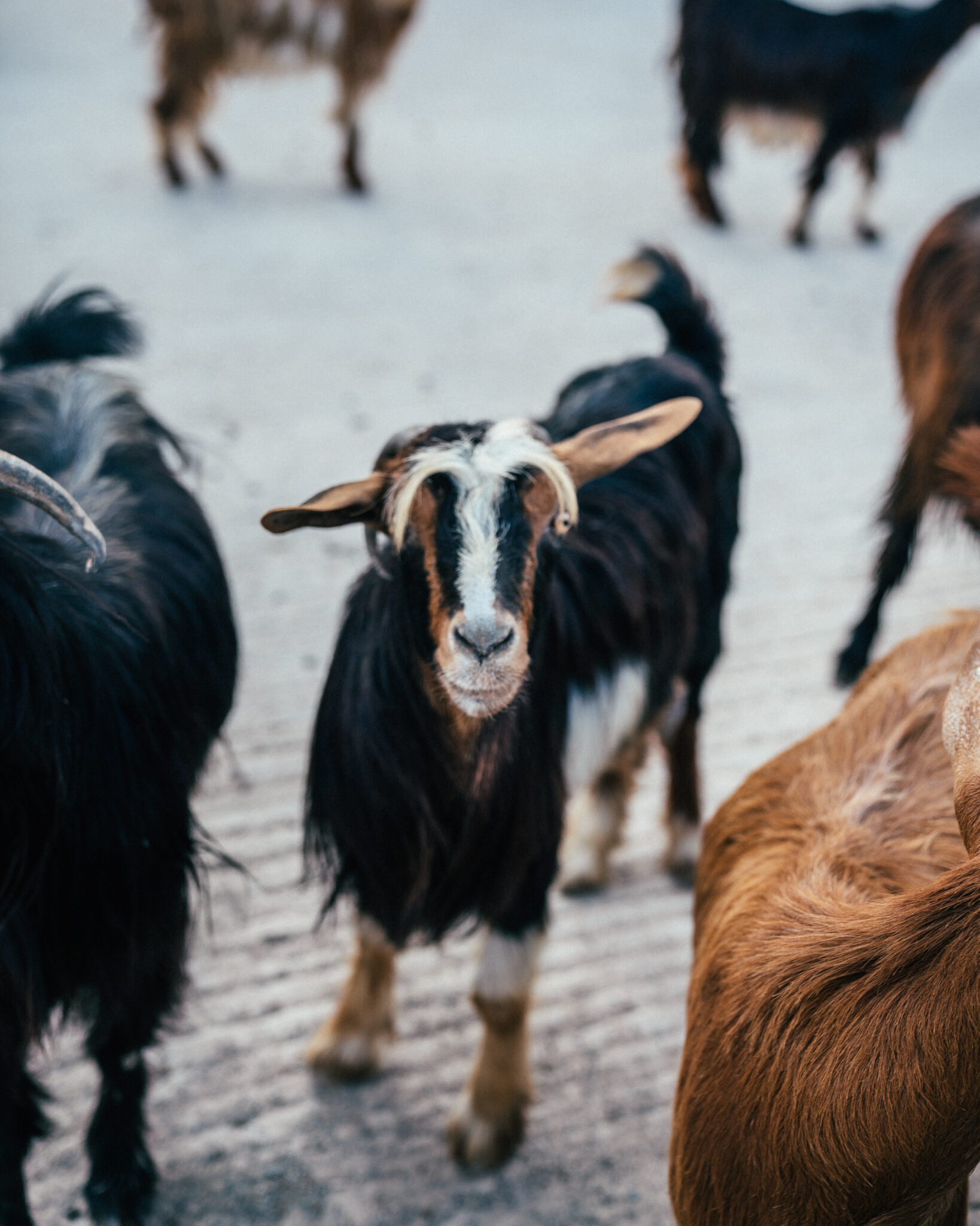 Goats_Oman_3-1638x2048